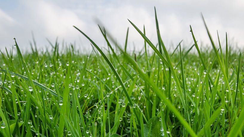 Gras by Lia Lavoir