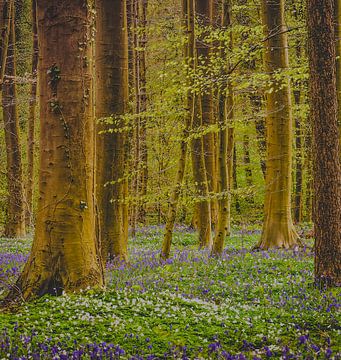 The beautiful Haller forest in full bloom. by Robby's fotografie