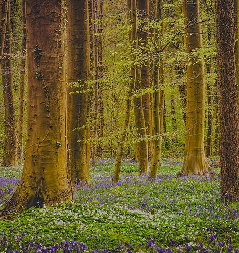 Het prachtige Hallerbos in volle bloei.