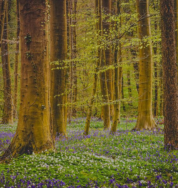 The beautiful Haller forest in full bloom. by Robby's fotografie