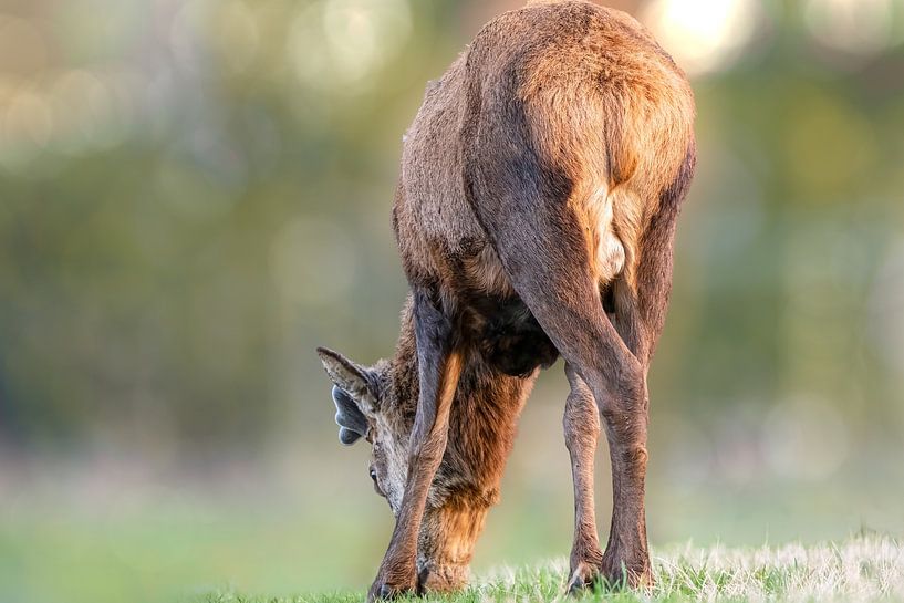 Cerf rouge broutant sur un joli fond bokeh par Gianni Argese