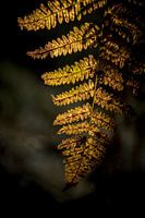 Herbstzeitschrift