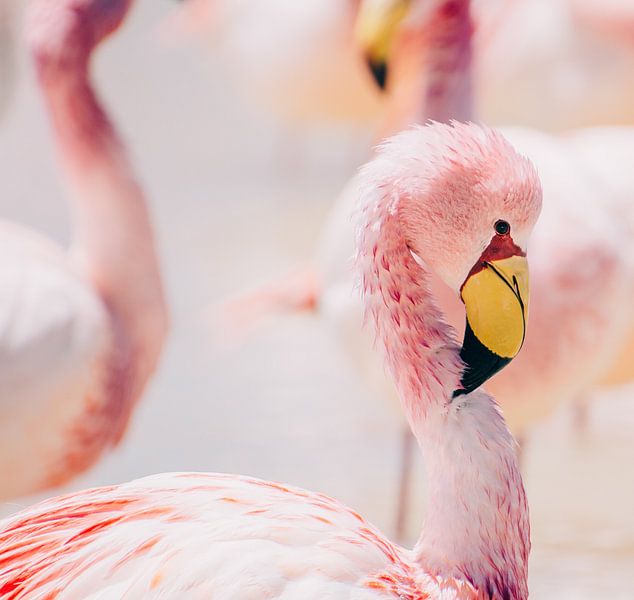 Elegant Flamingo: Pastel Serenity by Caro van Kessel
