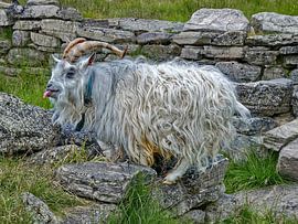 Bock by Michael Schreier