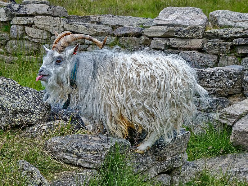 Bock by Michael Schreier