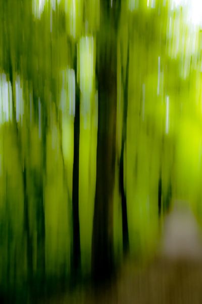 forest path by Dieter Walther