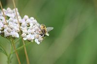 The flower and the bee