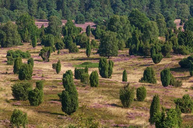 Heath landscape with heather blossom, Wilseder Berg, Wilsede, Lüneburg Heath Nature Park, Lower Saxo by Torsten Krüger