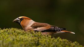 Hawfinch (m)