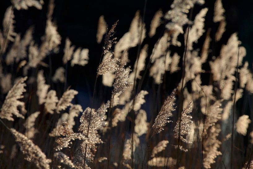 Winter am Seeufer von Thomas Jäger