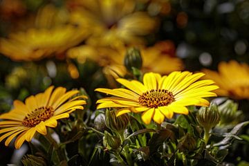 Gazania van Rob Boon