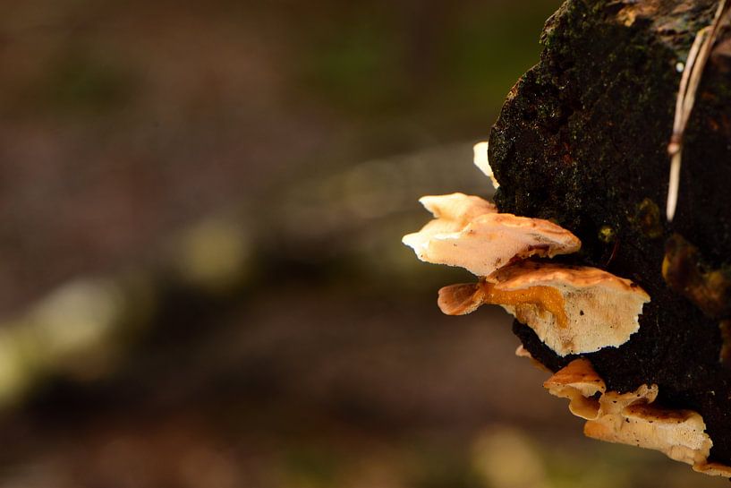 Paar kleine Pilze in Farbe von Gerard de Zwaan