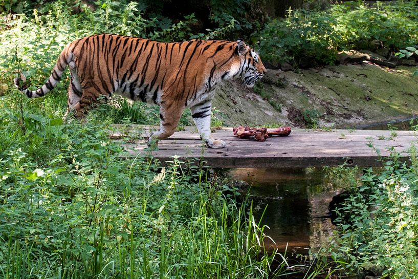 Amur-Tiger oder Sibirischer Tiger : Ouwehands DIerenpark von Loek Lobel