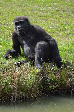 Singe au bord de l'eau sur Chris van der Wal