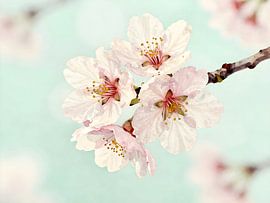 Kirschblüten auf Mintgrün von Kristin M