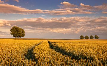 Arbres dans le Johannes Kerkhovenpolder à Groningen sur Marga Vroom