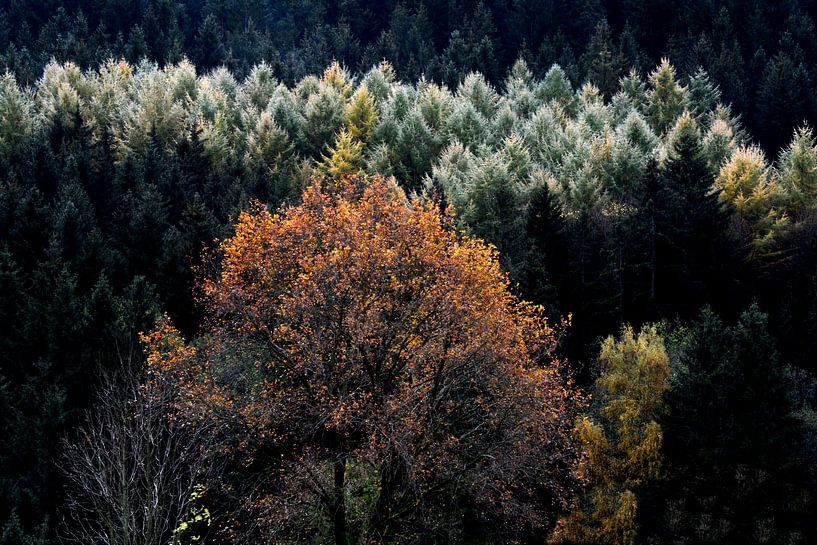 BAYERISCHER WALD von Miroslav Ptacek