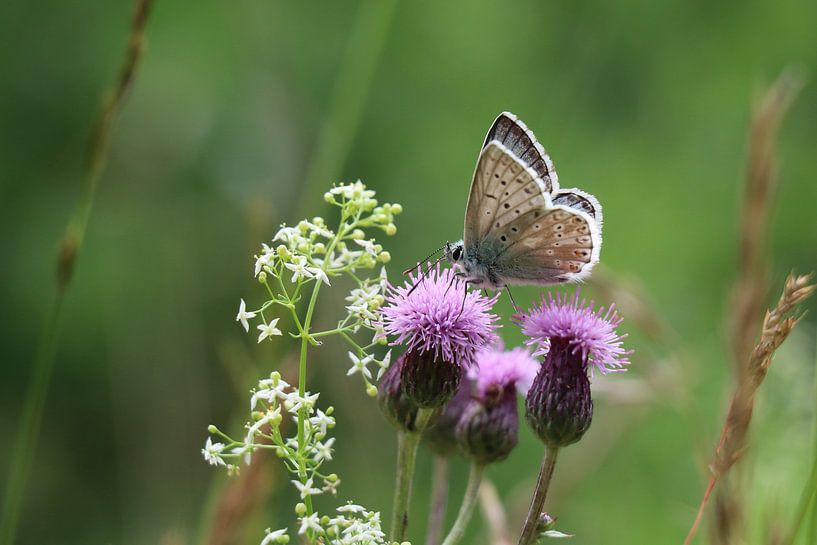 Ein Sommergast auf der Flockenblume von Yanik Florin