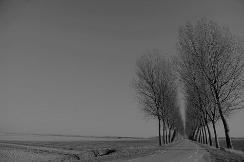 zwart wit laan van bomen