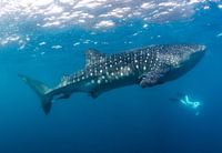 Freediving with giants