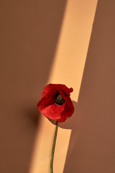 Poppy in the light