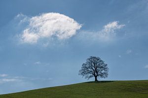 Einsamer Baum in Mähren