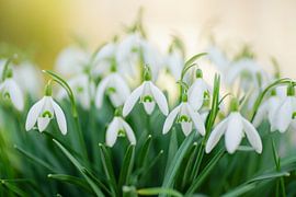 Sneeuwklokjes von Dirk van Egmond