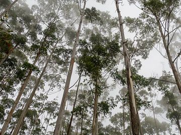 Mist Forest | Ella Rock | Kithalella | Badulla | Sri Lanka Photo Print by Rebecca van der Schaft