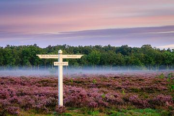 Bruyère violette avec panneau indicateur et brume matinale sur la crête de la colline d'Utrecht sur Sjaak den Breeje