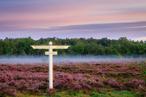 Paarse heide met wegwijzer en ochtendnevel op de Utrechtse Heuvelrug