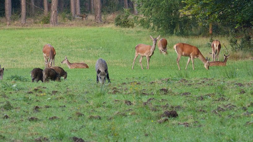 Herten, Zwijnen von Gijs van Veldhuizen