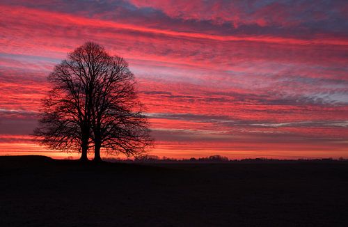 Zonsopkomst bij boom