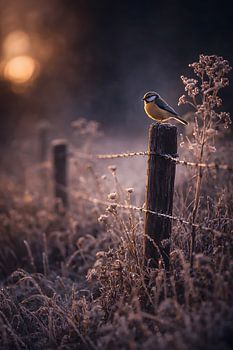 Golden Morning: Small Bird in Soft Light