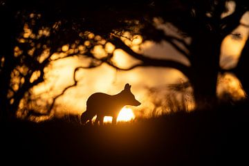 Renard au coucher du soleil sur Andius Teijgeler