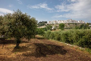 Zicht op Ostuni met olijfboom op voorgrond, Italië