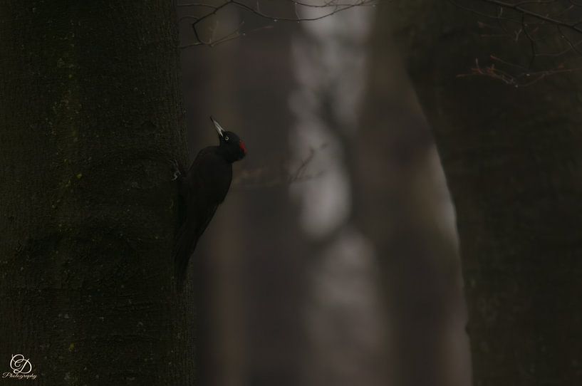 black woodpecker by cd_photography