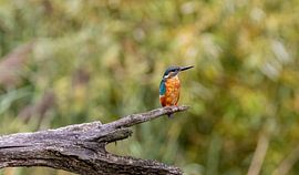 Der Eisvogel von Gh Verver Photography