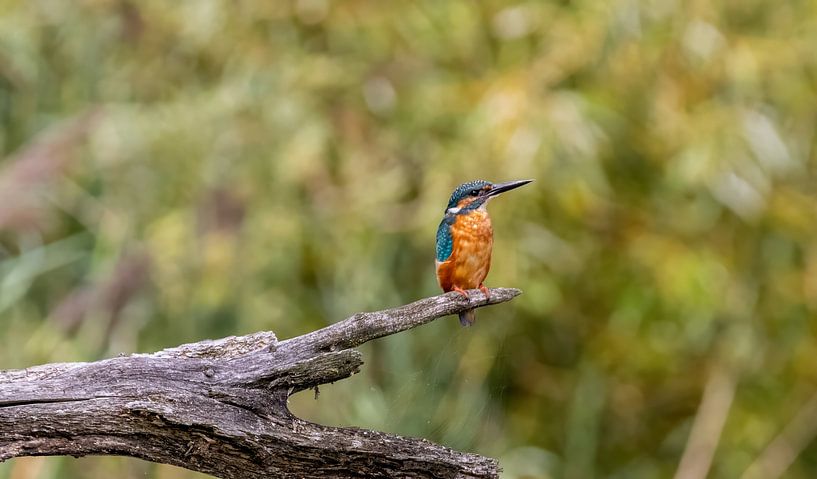 The kingfisher by Gh Verver Photography