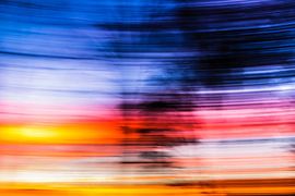 Sunset Tree