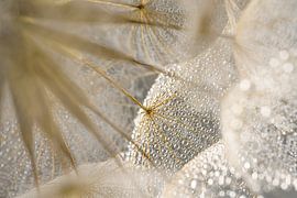 Das Glitzern der Wassertropfen auf dem Morgenstern (Tragopogon) von Marjolijn van den Berg