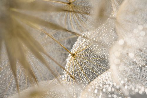 De schitteringen van waterdruppeltjes op de morgenster (Tragopogon)