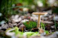 Stillleben von Pilzen im Herbstwald von Fotografiecor .nl Miniaturansicht