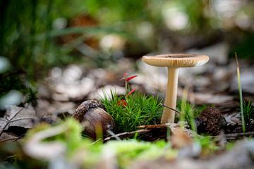 Stillleben von Pilzen im Herbstwald von Fotografiecor .nl