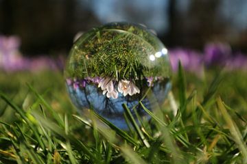 Upside down spring by Lianne van Dijk