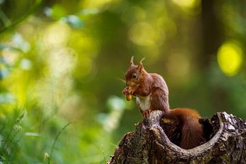 Eichhörnchen mit Nuss