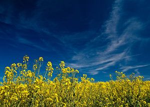 Canola field and blue sky van Rico Ködder