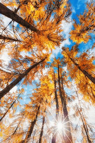 Growing Together by Coen Weesjes