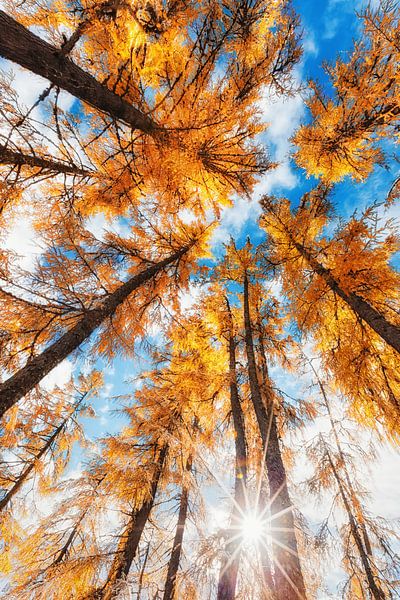 Waldlandschaft "Zusammenkommen" von Coen Weesjes