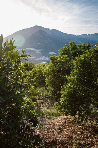 Sinaasappel boomgaard uitzicht op bergen Bolulla, Spanje