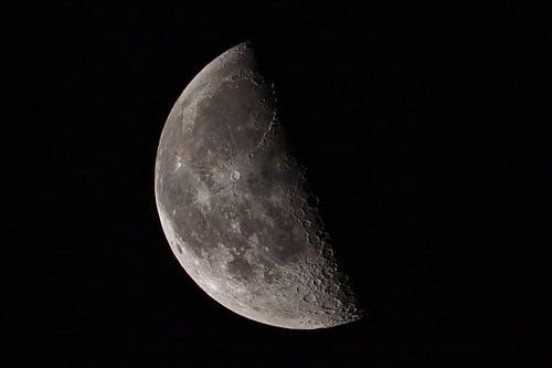 Abnehmender Juli-Gibbon